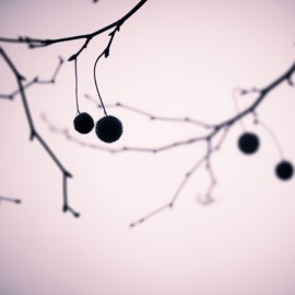 Ornamental platanus fruits on a chilly day