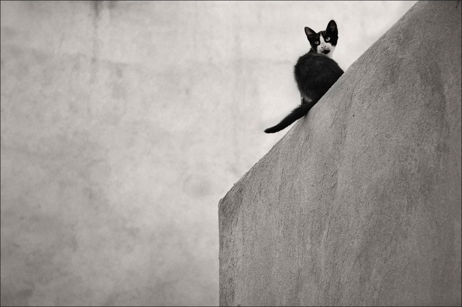 Cat and simple geometry